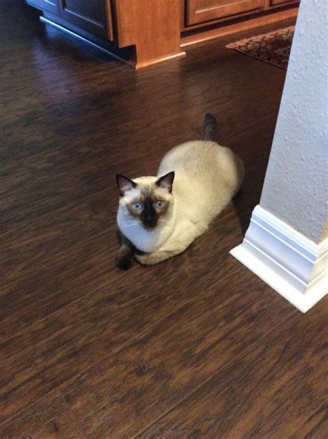 Pets and Animals Tampa 275 View pictures Purebred Kittens; New Pics, Litters. . Siamese kittens for sale tampa